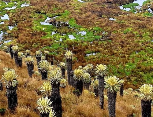 Los páramos en las culturas indígenas